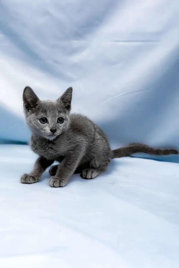 antaeus-russian-blue-kitten-285_600x