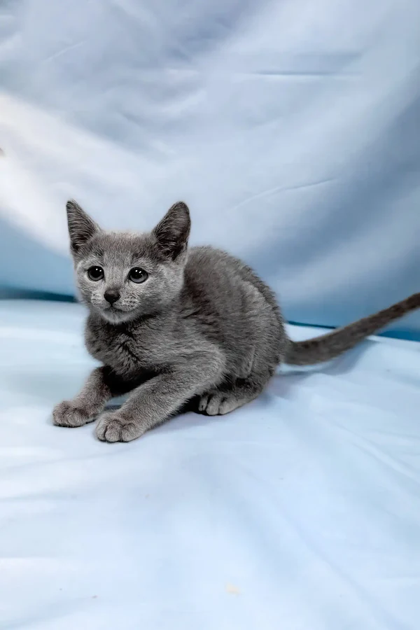 antaeus-russian-blue-kitten-291_600x