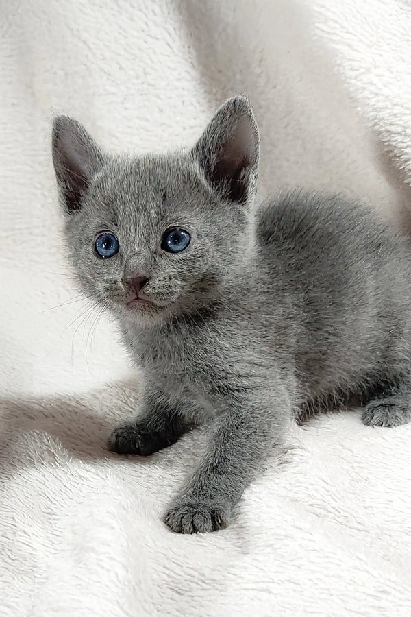 collin-russian-blue-kitten-gray-438_600x