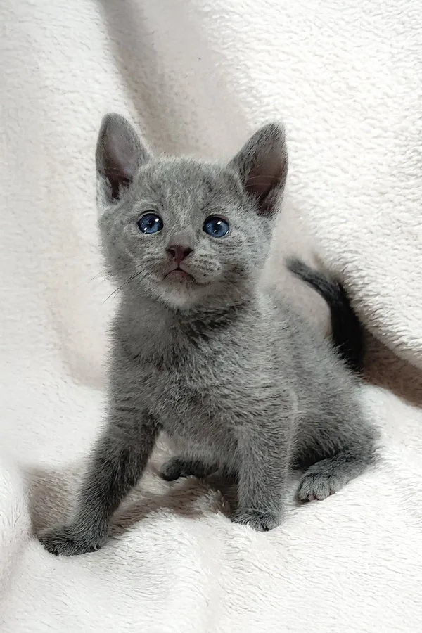 collin-russian-blue-kitten-gray-876_600x
