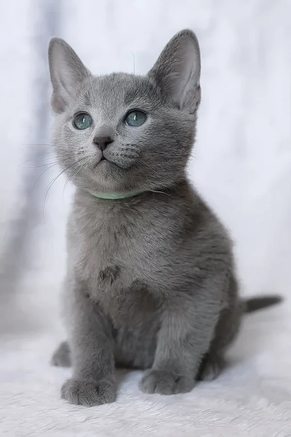 erica-russian-blue-kitten-gray-358_600x