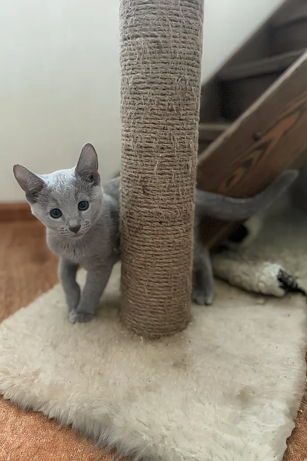 erica-russian-blue-kitten-gray-post-577_600x