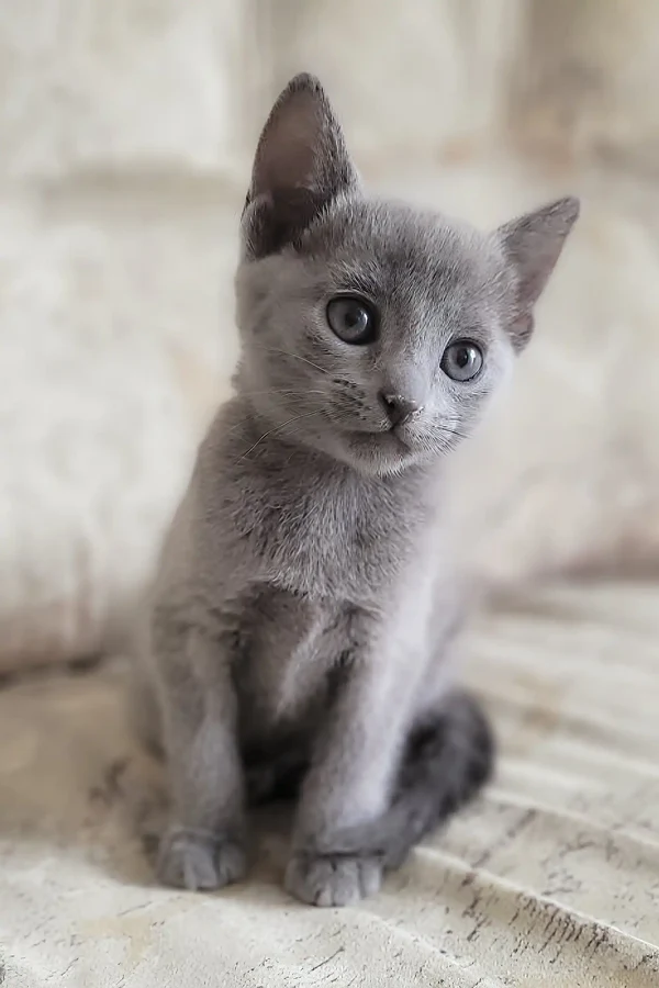 erik-russian-blue-kitten-gray-708_600x