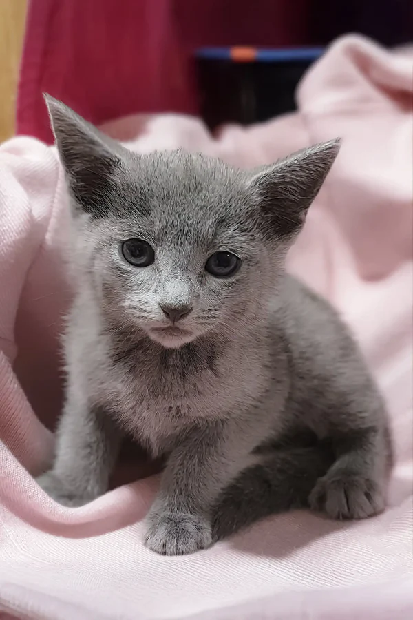 erik-russian-blue-kitten-gray-pointy-651_600x (1)