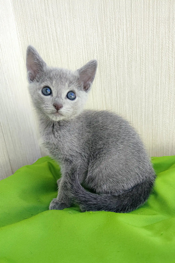 norbert-russian-blue-kitten-gray-kitten-282_600x