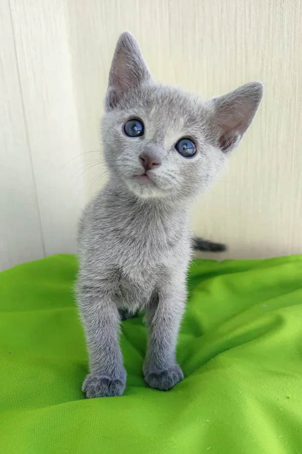 norbert-russian-blue-kitten-gray-kitten-915_600x