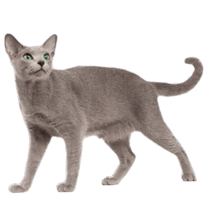 Russian Blue cat