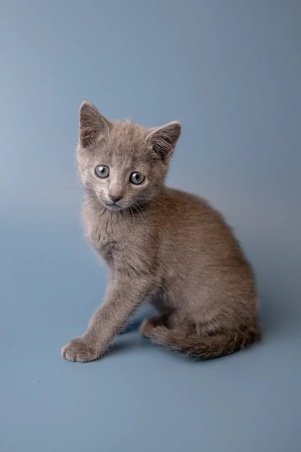 wilma-russian-blue-kitten-purebred-kittens-sale-673_600x