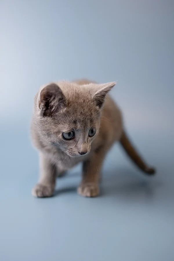wilma-russian-blue-kitten-purebred-kittens-sale-970_600x
